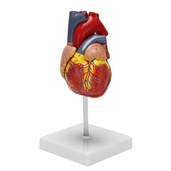 1: 1 Ľudského Srdca Model, Anatomicky Presné Srdce Model Životnej Veľkosti Ľudskej Kostry Anatómie Pre Vedu Triede Štúdia Zobrazenie T