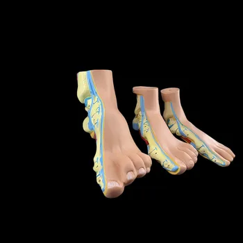 3ks/set Ľudské Nohy Palm Svalov Model Normálne Nohy Ploché Nohy Luk Nohy v Kombinácii Anatomický Model