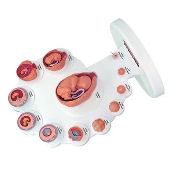 4D Ľudského Embrya Anatomický Model Fetálny Rast Orgán Výučby Alpinia Zmontované Hračky