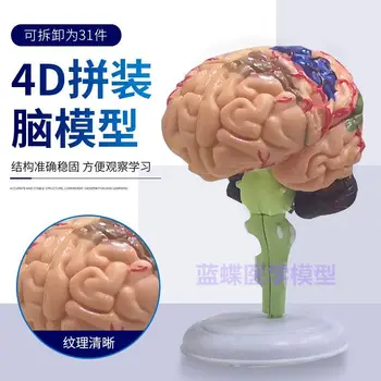 Puzzle puzzle, hračky, ľudský orgán, montáž modelov, modely mozgu, mozog, montáž modelov, výučbu medicíny 4D