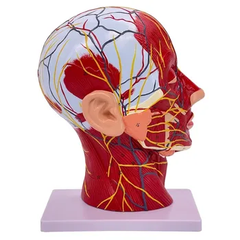 Sagittal Rovine Ľudskej Hlavy, Tváre Svalovej Cievne Nervu Anatomický Model Stredná Časť Socha Nervu Tepien, Žíl Model