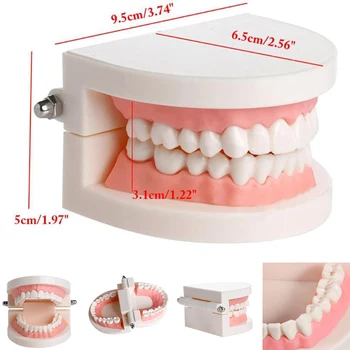Zubné Zub Model Štandardného Vyučovacieho Zubár Model Zubov Model Stomatológia Lab Materiál Zubár Nástroj, Zubné Nástroje