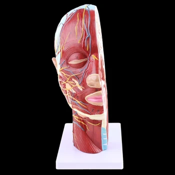 Ľudské Anatomické Pol Hlavy, Tváre Anatómie Mozgu, Krku Stredná Časť Štúdia Modelu Nerve Cievnych Pre Vyučovanie Dropshipping
